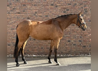 Hannoveriano, Yegua, 7 años, 164 cm, Castaño