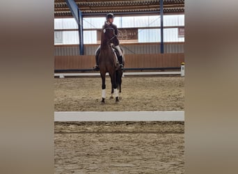 Hannoveriano, Yegua, 7 años, 164 cm, Castaño oscuro