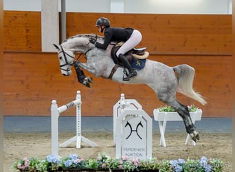 Hannoveriano, Yegua, 7 años, 164 cm, Castaño oscuro