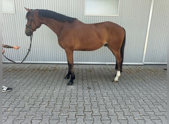 Hannoveriano, Yegua, 7 años, 166 cm, Alazán-tostado