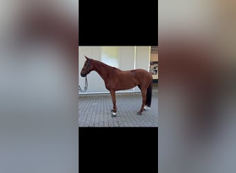 Hannoveriano, Yegua, 7 años, 166 cm, Alazán-tostado