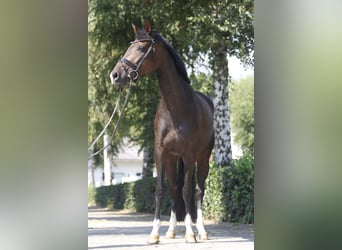 Hannoveriano, Yegua, 7 años, 166 cm, Castaño oscuro