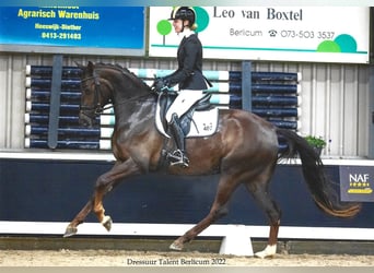 Hannoveriano, Yegua, 7 años, 167 cm, Alazán-tostado