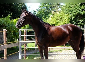 Hannoveriano, Yegua, 7 años, 167 cm, Negro