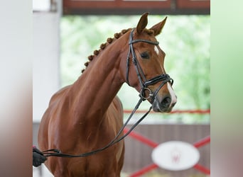 Hannoveriano, Yegua, 7 años, 168 cm, Alazán