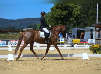 Hannoveriano, Yegua, 7 años, 168 cm, Alazán-tostado