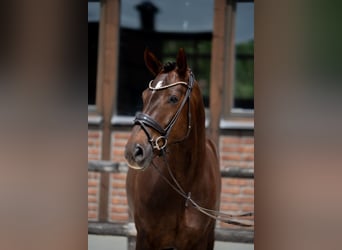 Hannoveriano, Yegua, 7 años, 169 cm, Alazán-tostado
