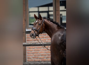 Hannoveriano, Yegua, 7 años, 169 cm, Alazán-tostado