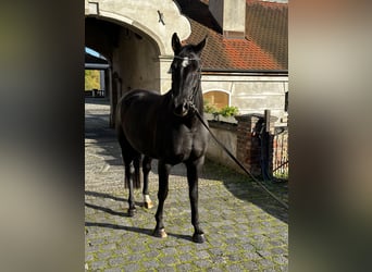 Hannoveriano, Yegua, 7 años, 170 cm, Negro