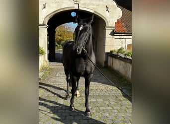 Hannoveriano, Yegua, 7 años, 170 cm, Negro