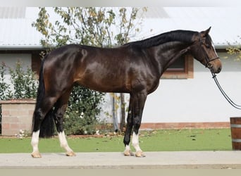 Hannoveriano, Yegua, 7 años, 171 cm, Castaño