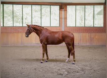 Hannoveriano, Yegua, 7 años, 172 cm, Alazán