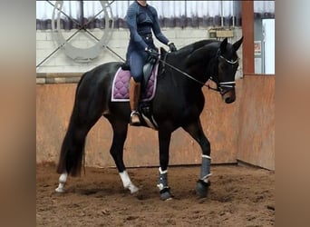 Hannoveriano, Yegua, 7 años, 172 cm, Castaño