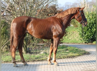 Hannoveriano, Yegua, 7 años, 173 cm, Alazán-tostado