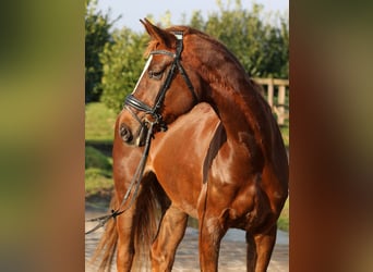 Hannoveriano, Yegua, 7 años, 173 cm, Alazán-tostado