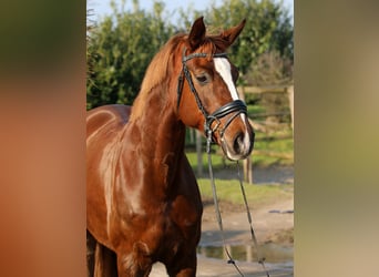 Hannoveriano, Yegua, 7 años, 173 cm, Alazán-tostado