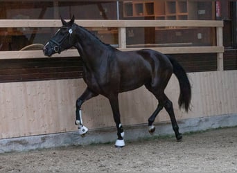Hannoveriano, Yegua, 7 años, 174 cm, Negro