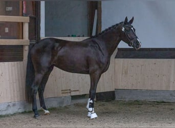 Hannoveriano, Yegua, 7 años, 174 cm, Negro