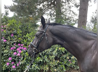 Hannoveriano, Yegua, 7 años, 174 cm, Negro