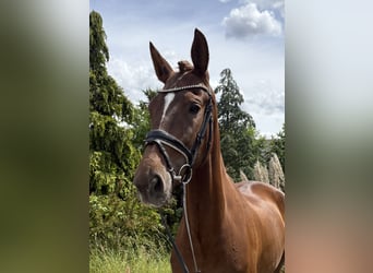Hannoveriano, Yegua, 7 años, 175 cm, Alazán-tostado