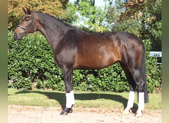 Hannoveriano, Yegua, 7 años, 175 cm, Castaño oscuro