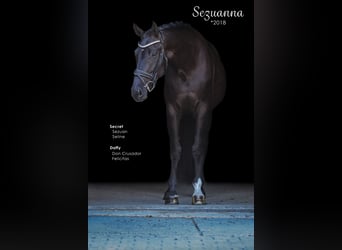 Hannoveriano, Yegua, 7 años, 175 cm, Negro