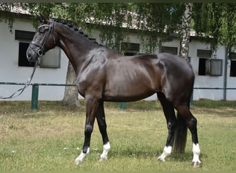 Hannoveriano, Yegua, 7 años, 177 cm, Negro