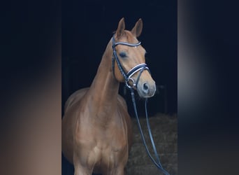 Hannoveriano, Yegua, 8 años, 160 cm, Alazán