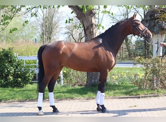 Hannoveriano, Yegua, 8 años, 165 cm, Alazán-tostado