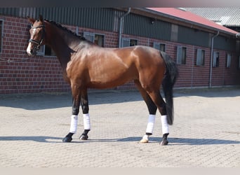 Hannoveriano, Yegua, 8 años, 165 cm, Alazán-tostado
