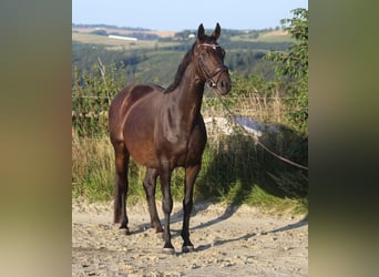 Hannoveriano, Yegua, 8 años, 165 cm, Castaño oscuro