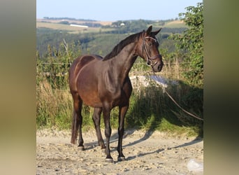 Hannoveriano, Yegua, 8 años, 165 cm, Castaño oscuro