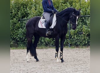 Hannoveriano, Yegua, 8 años, 165 cm, Negro