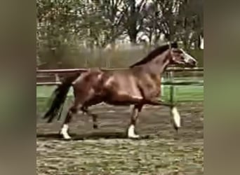 Hannoveriano, Yegua, 8 años, 166 cm, Alazán-tostado