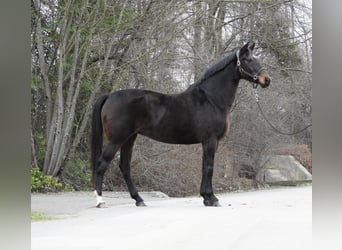 Hannoveriano, Yegua, 8 años, 168 cm, Castaño oscuro