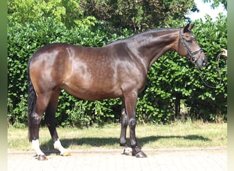 Hannoveriano, Yegua, 8 años, 169 cm, Castaño