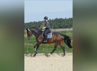 Hannoveriano, Yegua, 8 años, 170 cm, Castaño