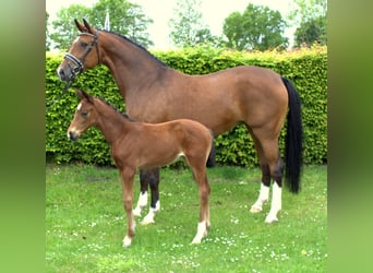 Hannoveriano, Yegua, 8 años, 170 cm, Castaño