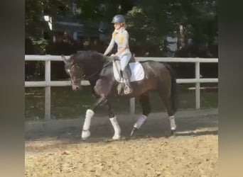 Hannoveriano, Yegua, 8 años, 170 cm, Castaño oscuro