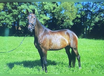 Hannoveriano, Yegua, 8 años, 172 cm, Castaño