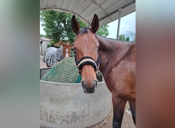 Hannoveriano, Yegua, 9 años, 162 cm, Castaño