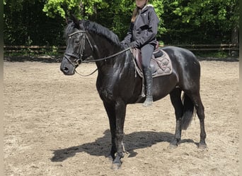 Hannoveriano, Yegua, 9 años, 164 cm, Negro