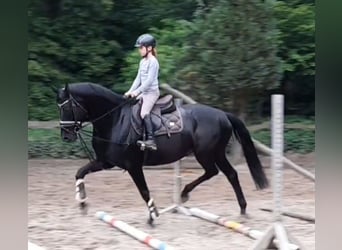 Hannoveriano, Yegua, 9 años, 164 cm, Negro
