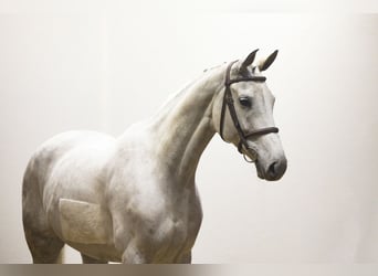 Hannoveriano, Yegua, 9 años, 167 cm