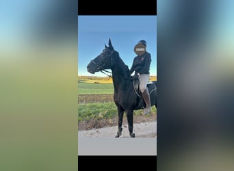 Hannoveriano, Yegua, 9 años, 167 cm, Negro