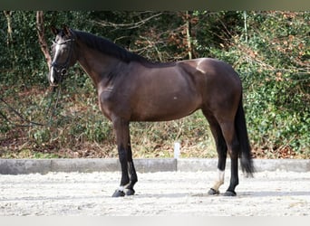Hannoveriano, Yegua, 9 años, 170 cm, Negro