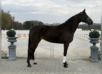Hannoveriano, Yegua, 9 años, 173 cm, Castaño oscuro
