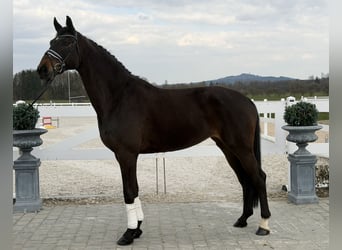 Hannoveriano, Yegua, 9 años, 173 cm, Castaño oscuro
