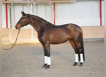 Hannoveriano, Yegua, 9 años, 173 cm, Castaño oscuro