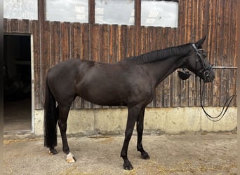 Hannoveriano, Yegua, 9 años, 174 cm, Negro